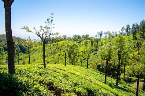 Beautiful View of Tea Garden and Ooty City of Tamilnadu Stock Image ...