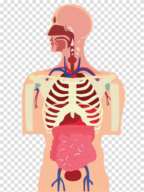 Human body Organ Muscle Cartoon, human body transparent background PNG ...