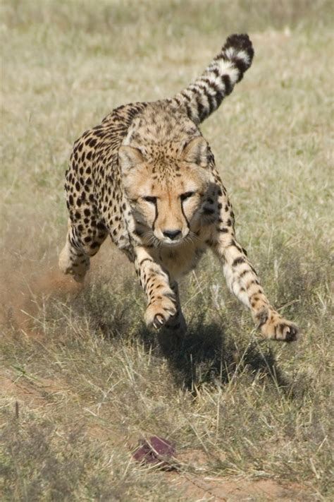 Cheetah News: Why are predators important?