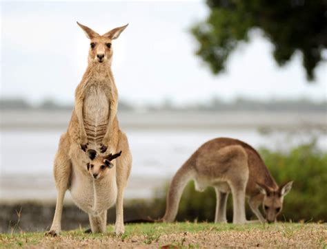 National Animals Of Countries In Oceania Worldatlas - vrogue.co