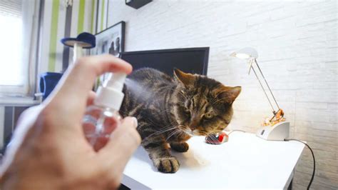 Should I spray my cat with water when they misbehave?