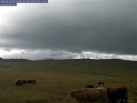 It's pretty unusual to see cows in the Aleutians! AVO's OKIF webcam captured some cattle grazing ...