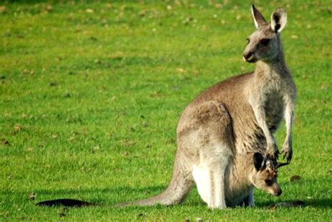 Function of the Kangaroo's Pouch