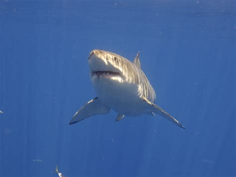 Great White Shark | Elias Levy | Flickr