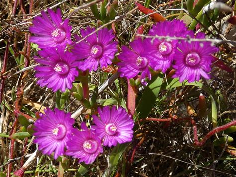 20230926_0586 pink succulent flowers | Seen on a walk along … | Flickr