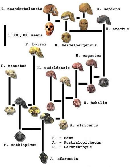 Hominin Phylogenetic Tree for Paleoanthropology. | Human evolution, Human evolution tree, Hominid