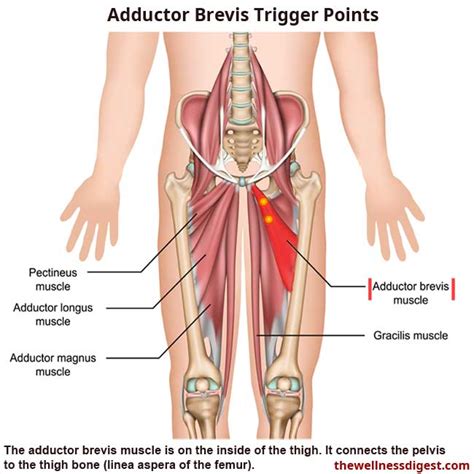 Adductor Brevis Muscle: Groin, Thigh, and Hip Pain - The Wellness Digest