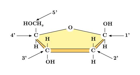 Deoxyribose Structure