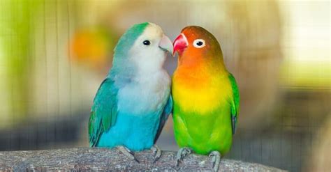 10 Incredible Parrot Facts - IMP WORLD