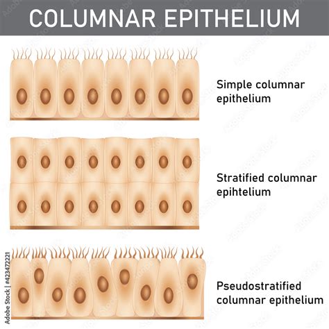 Stratified Squamous Epithelium Stratified Squamous Epithelium Lm | Hot Sex Picture