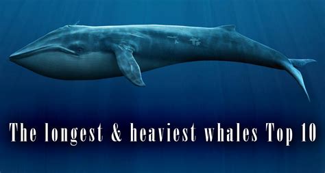 The longest and heaviest whales – TOP 10 | DinoAnimals.com