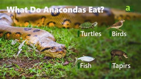 Anaconda Animal Facts | E. murinus, E. notaeus, E. deschauenseei, E. Beniensis - Wiki Point