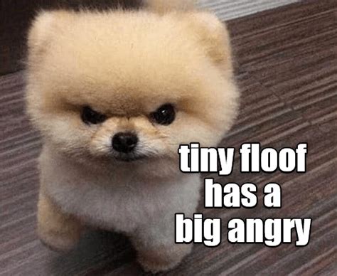 Tiny floof has a big angry - I Has A Hotdog - Dog Pictures - Funny pictures of dogs - Dog Memes ...