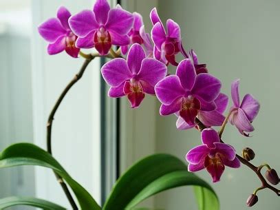 Yard and Garden: Growing Orchids at Home | News