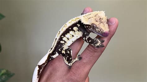 Crested Gecko Lifespan: How Long Do Crested Geckos Live in Today’s ...