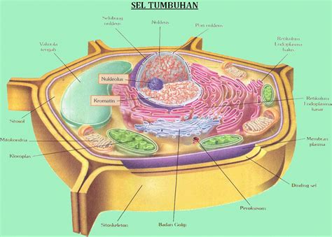 Sel Tumbuhan Dan Fungsinya - IMAGESEE