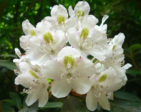 West Virginia State Flower | Rhododendron