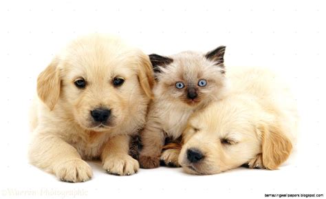 Cute Baby Kittens And Puppies Together - diadtocsucmoi: cute puppies and kittens together ...