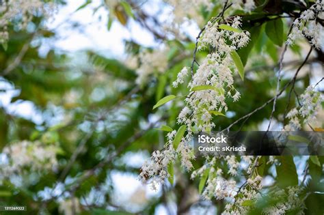 Bunga Shorea Atau Bunga Meranti Putih Bermekaran Di Pohon Foto Stok - Unduh Gambar Sekarang - iStock