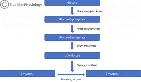 Carbohydrate Metabolism in the Liver - Glycogenesis - TeachMePhysiology