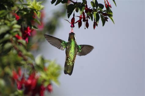 Premium Photo | Colibri hummingbird