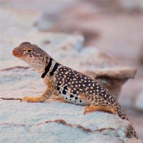 Wildlife - Grand Canyon National Park (U.S. National Park Service)