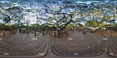 360° view of The biggest cashew tree in the world! - Natal / Brazil - Alamy