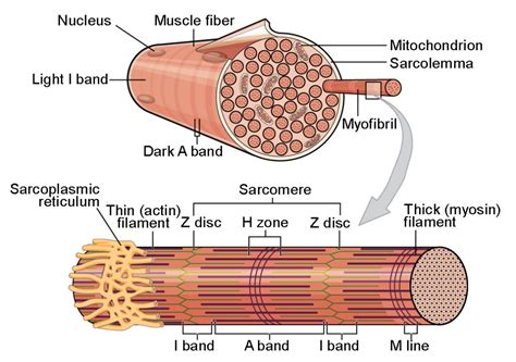 Skeletal Muscle: Structure and Contraction | BIO103: Human Biology