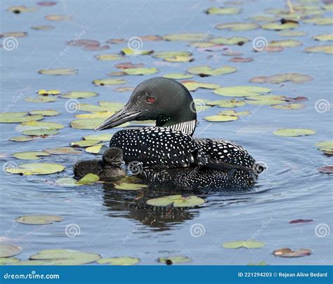 Common Loon Photo. Baby Chick Loon Swimming in Pond and Celebrating the New Life with Water Lily ...