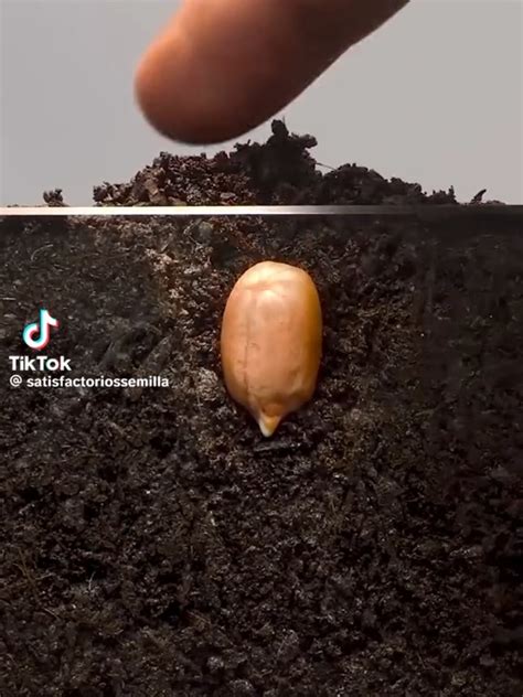 Plant growing time lapse : r/oddlysatisfying