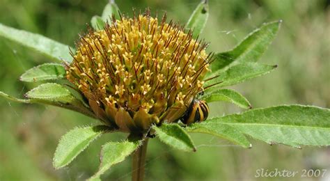 Big Devils Beggartics, Tall Beggarticks, Western Sticktight: Bidens vulgata