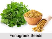 Fenugreek Seeds, Types of Spice