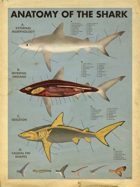 Anatomy of the shark Giclée (Art Print) by Max Da... | Trampt Library