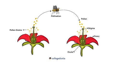 Types of Pollination: Self-Pollination & Cross-Pollination Conditions