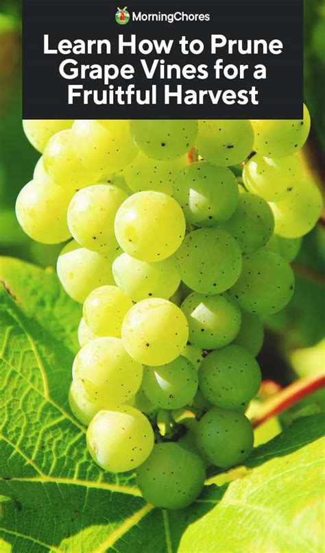 Learn How to Prune Grape Vines for a Fruitful Harvest