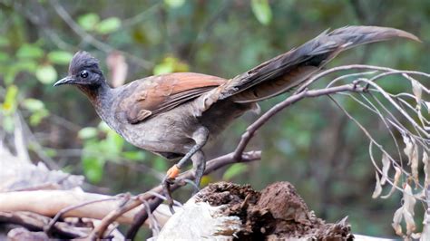 The female Superb Lyrebird of Australia is finally getting her day in ...