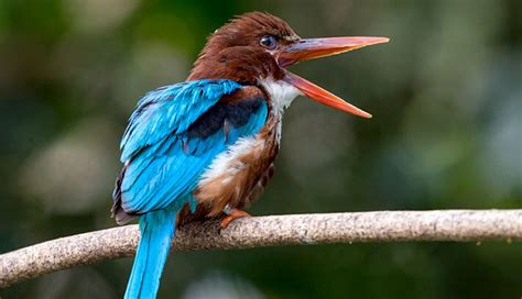 Kingfisher | San Diego Zoo Animals & Plants