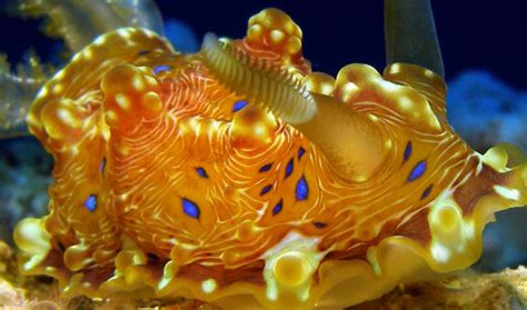 Brilliantly Colored Sea Slugs in Yellow, Green and Gold | The World from PRX