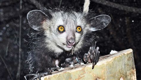 Long-fingered aye-ayes have secret 'thumbs' - Futurity