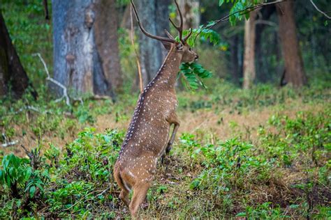 A chital deer - PixaHive