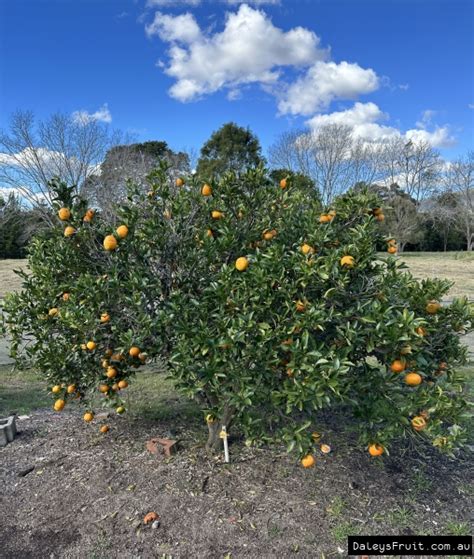 Mandarin Honey Murcott Tree - Citrus reticulata