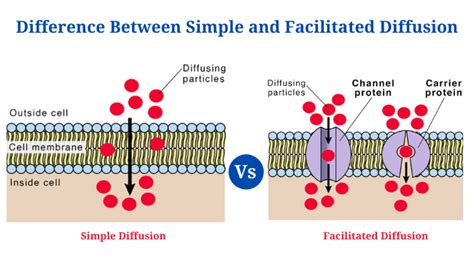 Difference Between Simple Diffusion and Facilitated Diffusion - PhD Nest