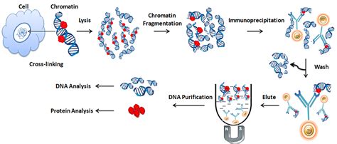 Chromatin Immunoprecipitation: An Overview