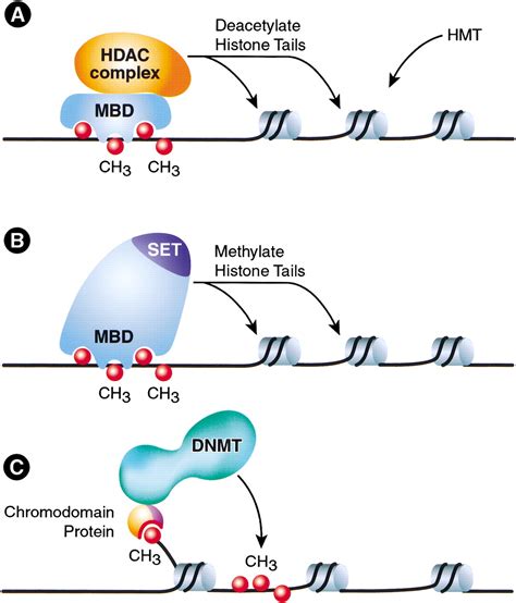 Transcription regulation by histone methylation: interplay between ...