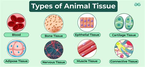 Tissues - Types and their Functions - GeeksforGeeks