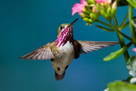 Fascinating Symbolic Hummingbird Facts on Whats-Your-Sign