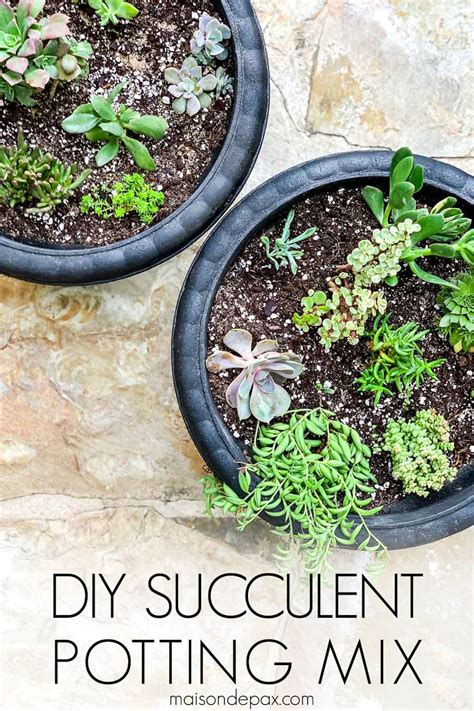 DIY Succulent Soil Potting Mix - Maison de Pax