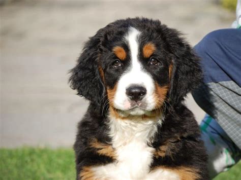 How Much Is A Bernese Mountain Dog Puppy Cost