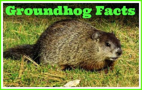 What's the Difference Between a Groundhog and a Gopher? - Animal Facts