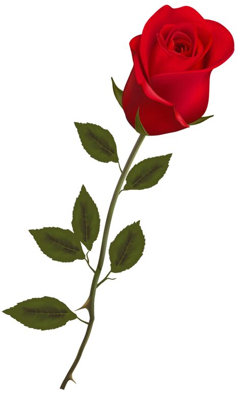 Beautiful Stem Red Rose PNG Clipart